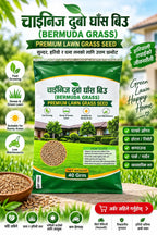Chinese Bermuda Grass Seed – Premium Lawn Grass Seed Orinz store
