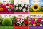 Summer Flower Seeds Mix Packet OneCart