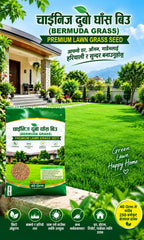 Chinese Bermuda Grass Seed – Premium Lawn Grass Seed Orinz store