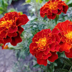 Marigold Select Hybrids OneCart