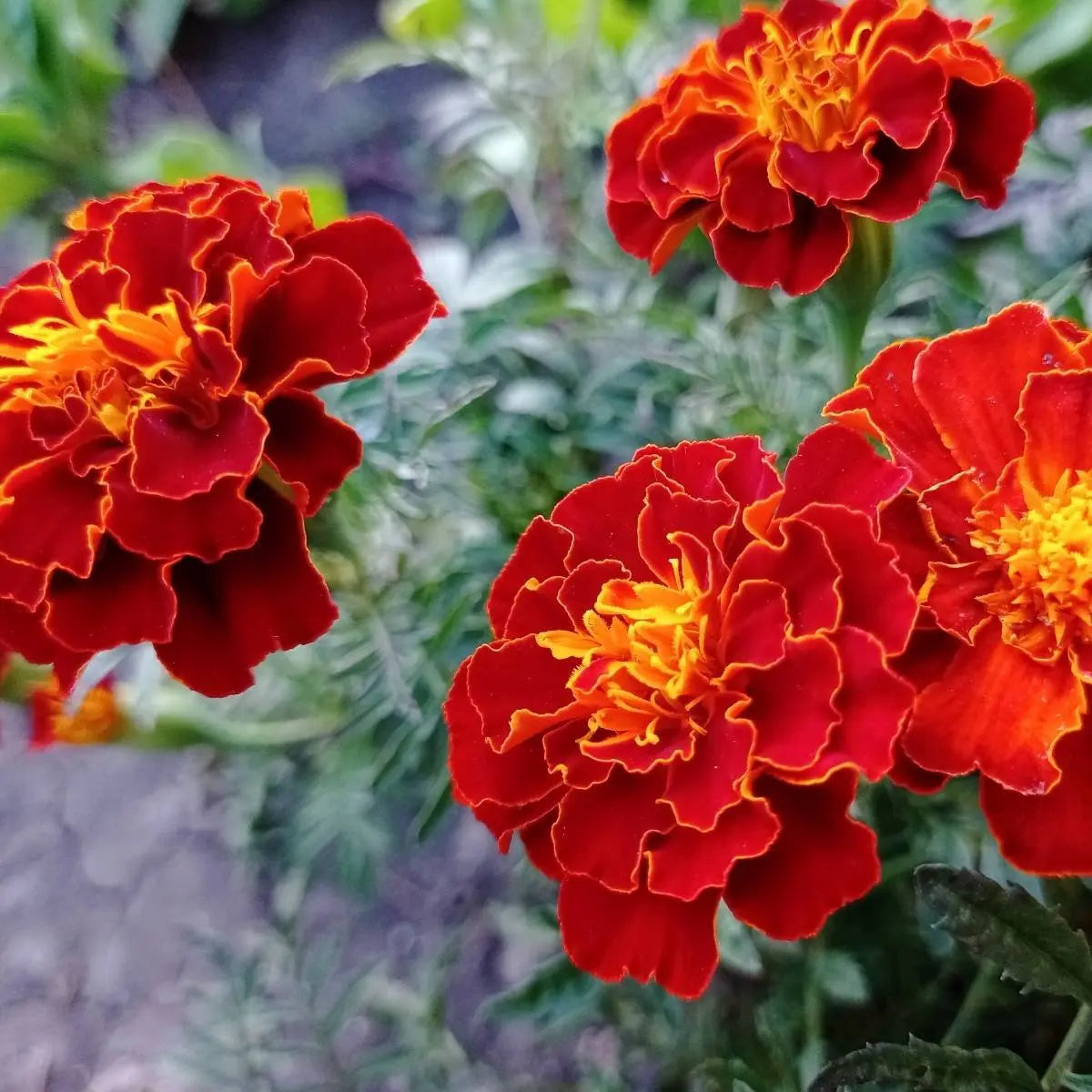Marigold Select Hybrids OneCart