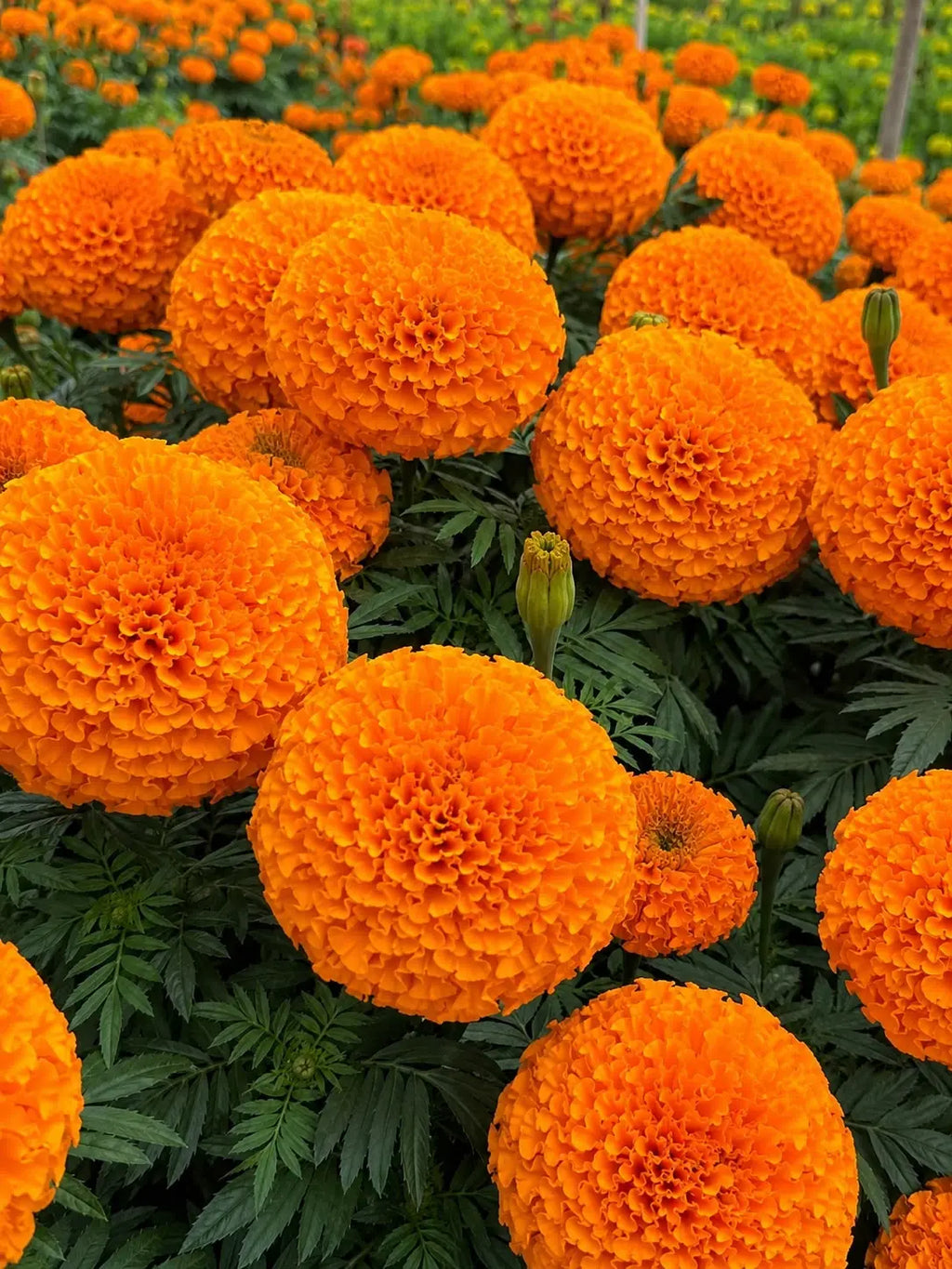 Marigold Select Hybrids OneCart