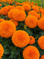 Marigold Select Hybrids OneCart