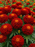 Marigold Select Hybrids OneCart
