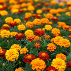 Marigold Select Hybrids OneCart